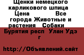 Щенки немецкого карликового шпица › Цена ­ 20 000 - Все города Животные и растения » Собаки   . Бурятия респ.,Улан-Удэ г.